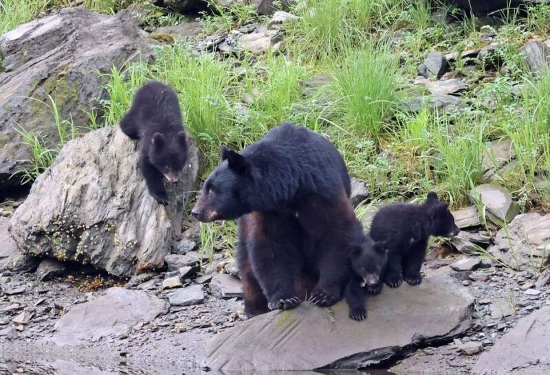 ketchikan-alaska-native-cultural-and-scenic-shore-excursion