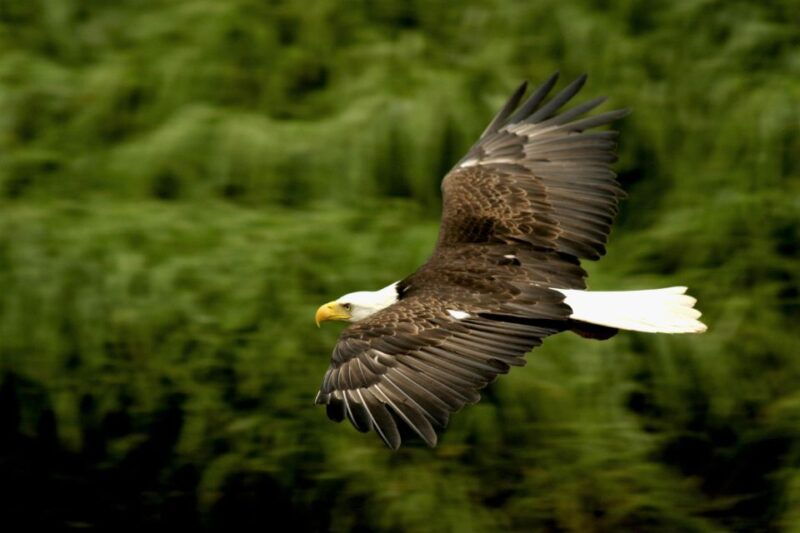 ketchikan-alaska-rainforest-sanctuary-and-totem-park-walk