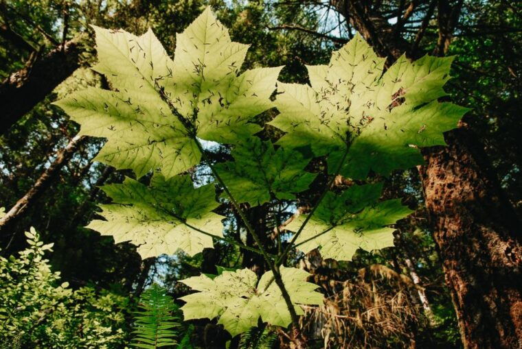 ketchikan-alaska-rainforest-sanctuary-and-totem-park-walk