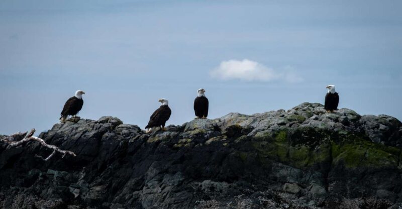 Ketchikan: Lighthouse, Totems & Eagles Excursion - Final Words: Who Should Consider This Tour?  
