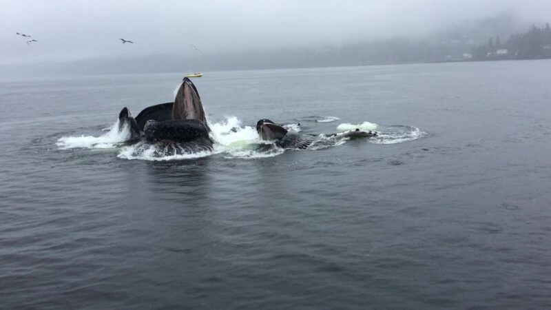 ketchikan-marine-wildlife-and-whale-watching-boat-tour