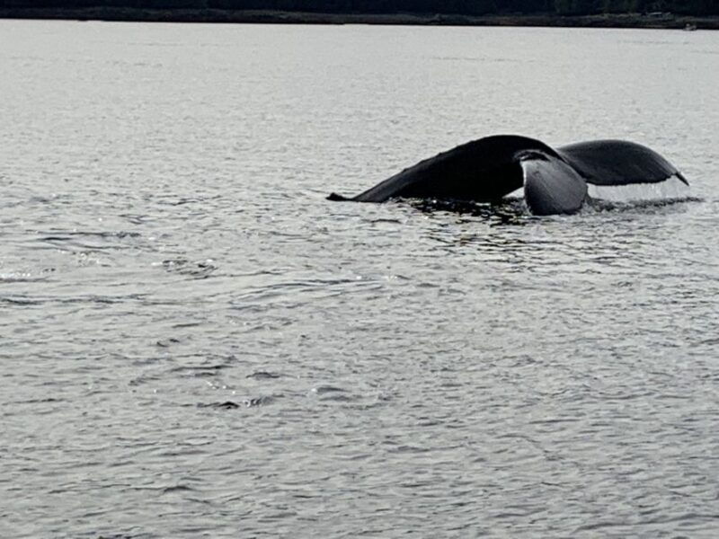 ketchikan-marine-wildlife-and-whale-watching-boat-tour
