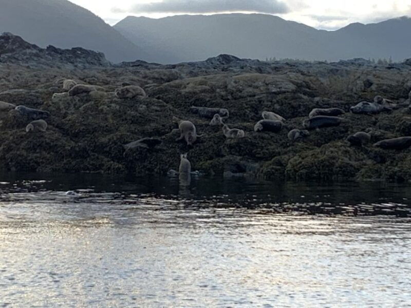 ketchikan-marine-wildlife-and-whale-watching-boat-tour