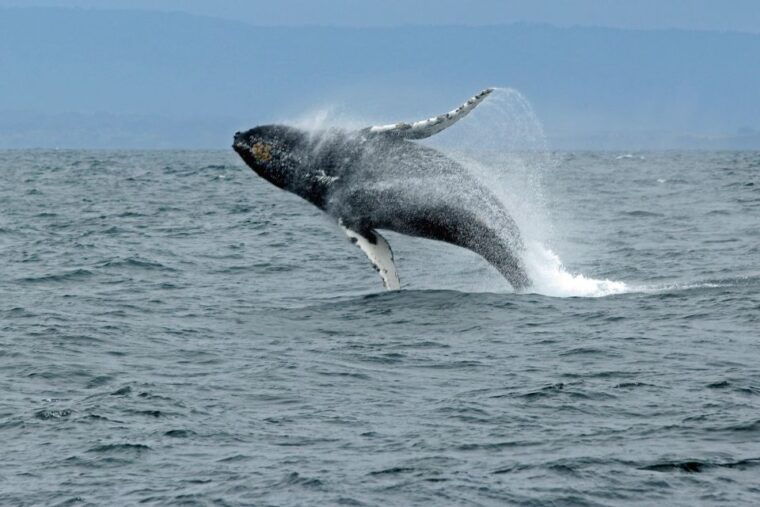 ketchikan-marine-wildlife-and-whale-watching-boat-tour