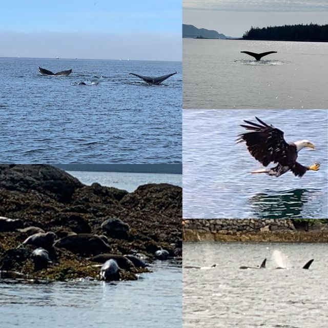 ketchikan-marine-wildlife-and-whale-watching-boat-tour