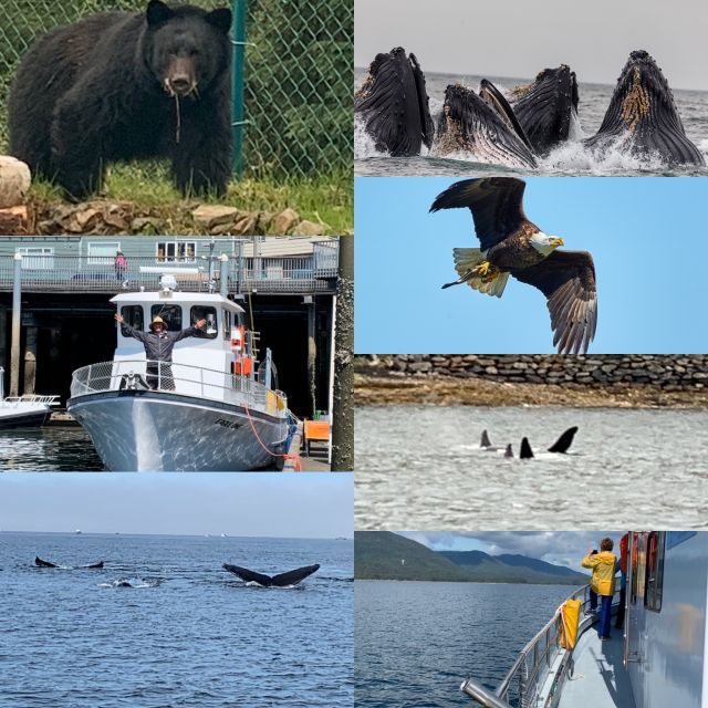 ketchikan-marine-wildlife-and-whale-watching-boat-tour