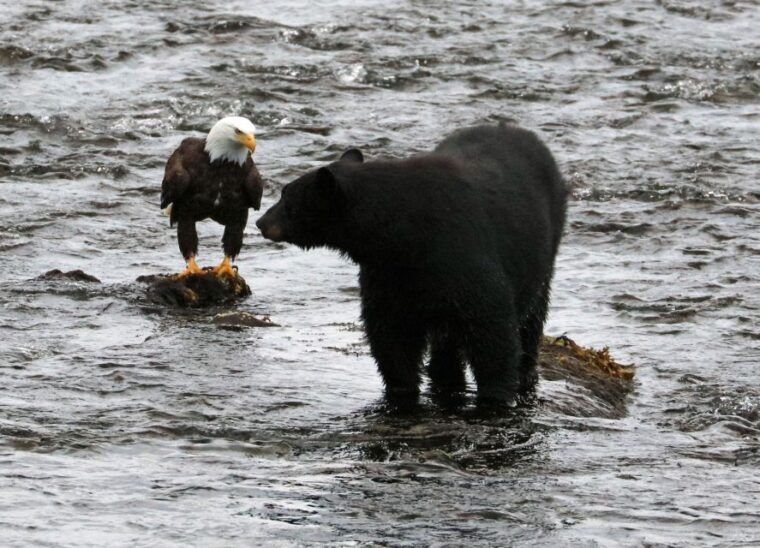 ketchikan-potlatch-park-city-and-wildlife-private-van-tour