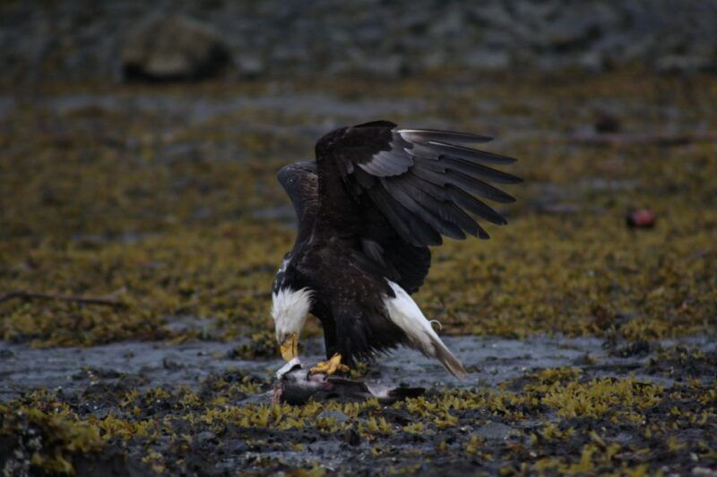 ketchikan-totem-pole-wildlife-city-trolley-tour