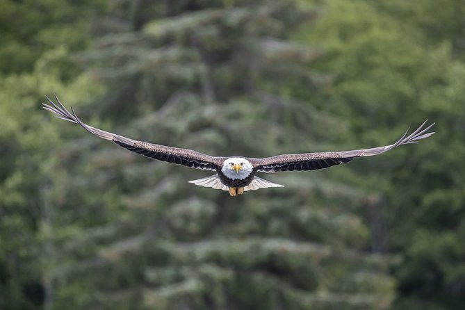 ketchikan-whale-watching-and-nature-tour