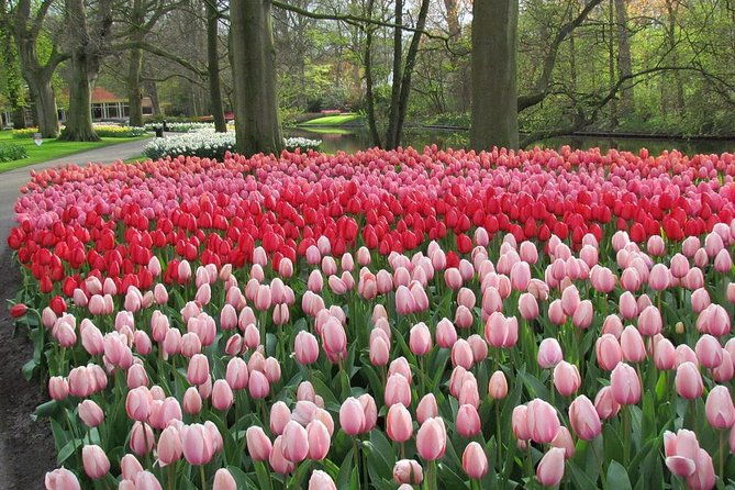 keukenhof-and-flower-fields-private-tour-from-amsterdam