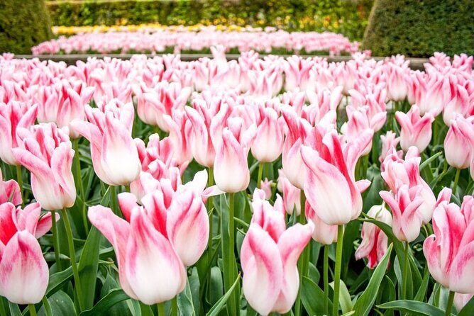 Keukenhof Entry Ticket plus Round-Trip Shuttle Bus from Amsterdam - FAQ