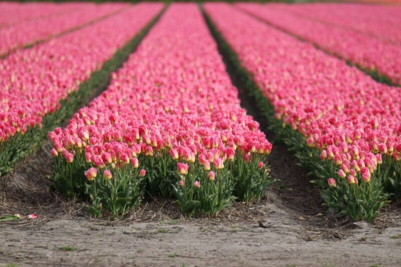 keukenhof-flower-fields-small-group-cultural-bike-tour