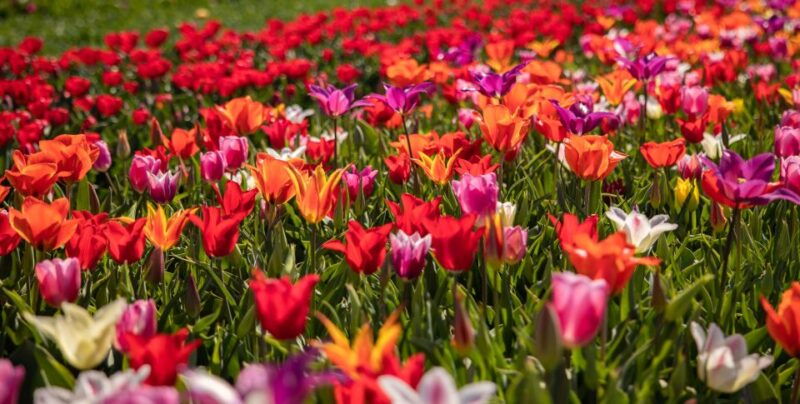 keukenhof-flower-fields-small-group-cultural-bike-tour