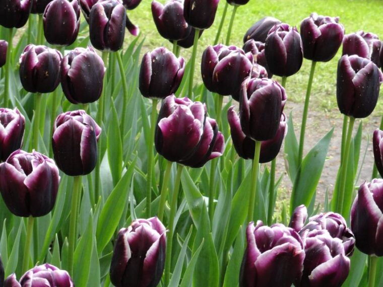 keukenhof-flower-fields-small-group-cultural-bike-tour