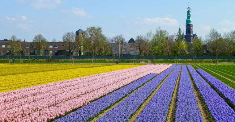 keukenhof-flower-fields-small-group-cultural-bike-tour