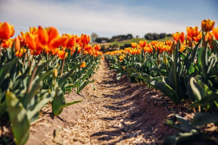 keukenhof-flower-fields-small-group-cultural-bike-tour