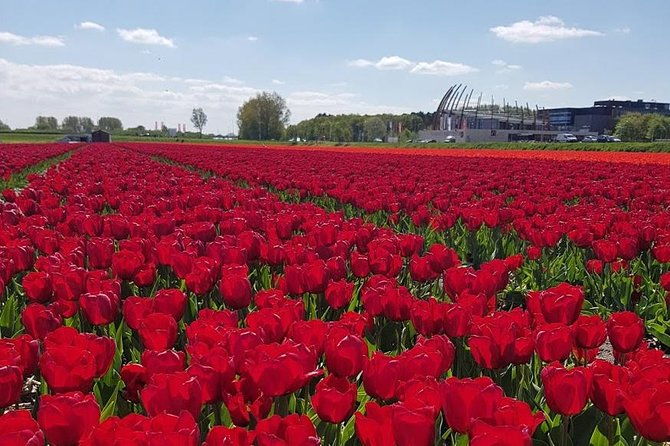 keukenhof-skip-the-line-tickets-countryside-farm-private-tour