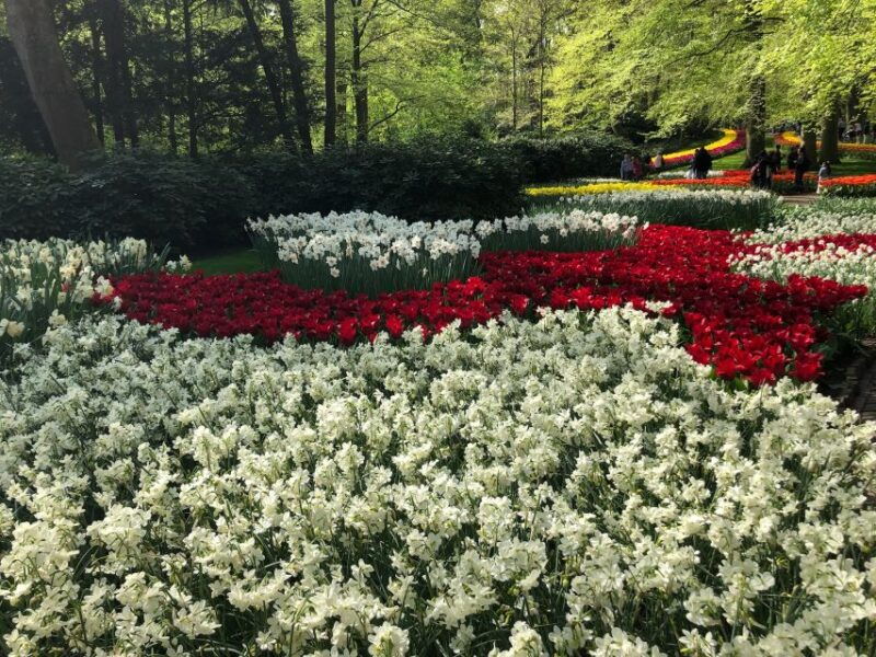 keukenhof-tulip-farm-flower-fields-windmills
