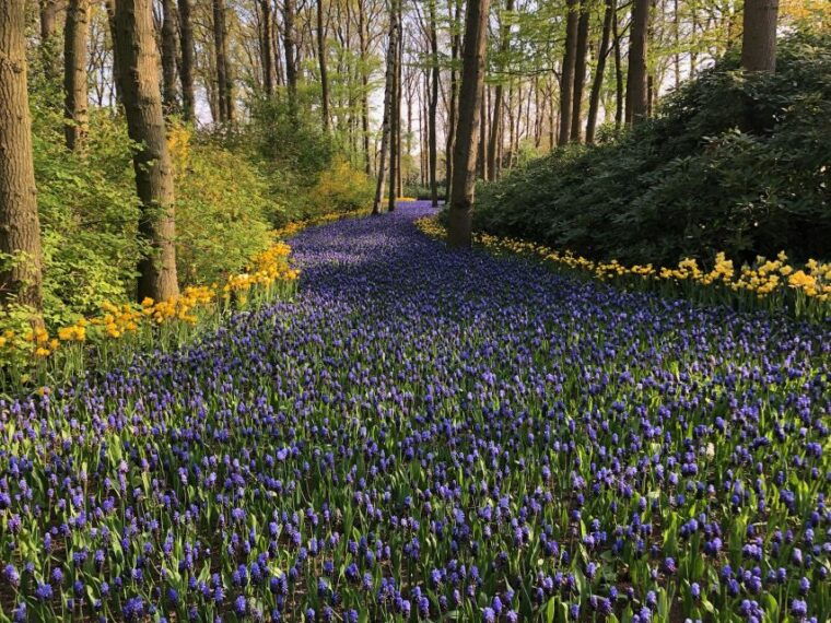 keukenhof-tulip-farm-flower-fields-windmills