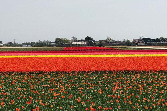keukenhof-tulip-farm-flower-fields-zaanse-schans-windmills