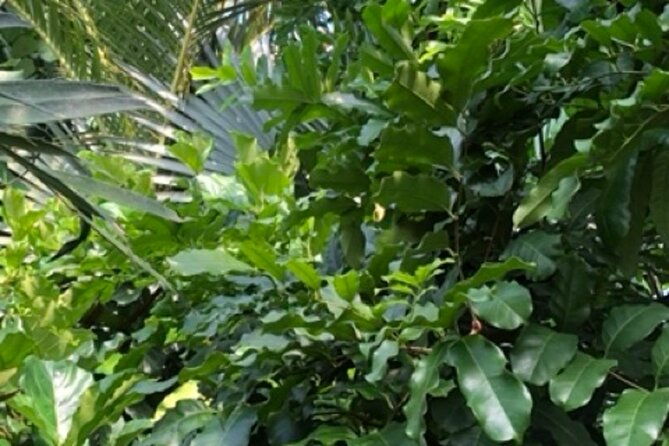 kew-gardens-richmond-self-guided-audio-tour