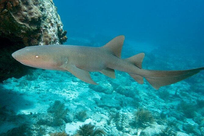 Key Largo 2-tank Scuba Dive Trip within Pennekamp Reserve - What You’ll Experience at Each Dive Site