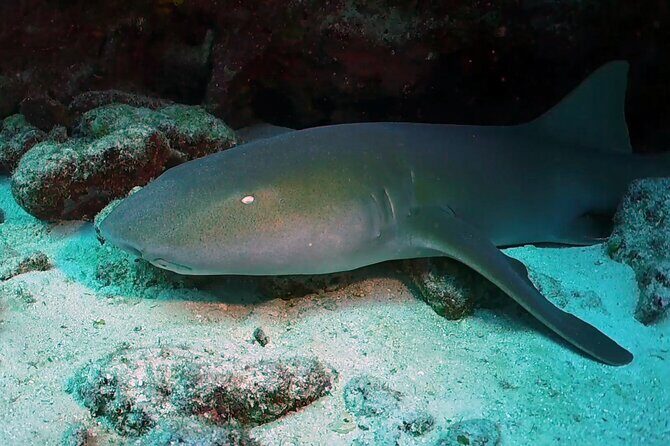 Key Largo 2-tank Scuba Dive Trip within Pennekamp Reserve - The Value and Price Point