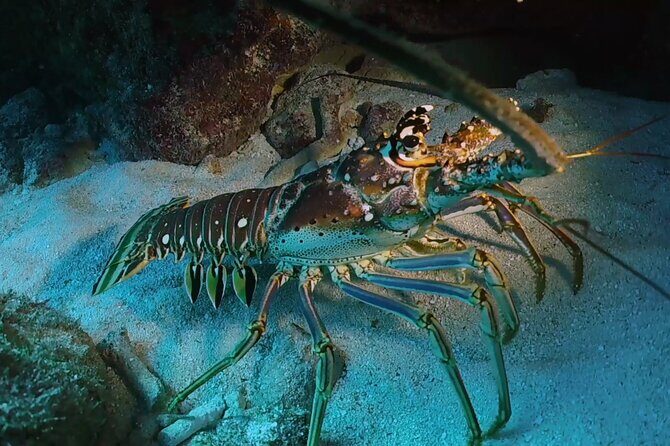Key Largo 2-tank Scuba Dive Trip within Pennekamp Reserve - Authentic Insights from Reviewers