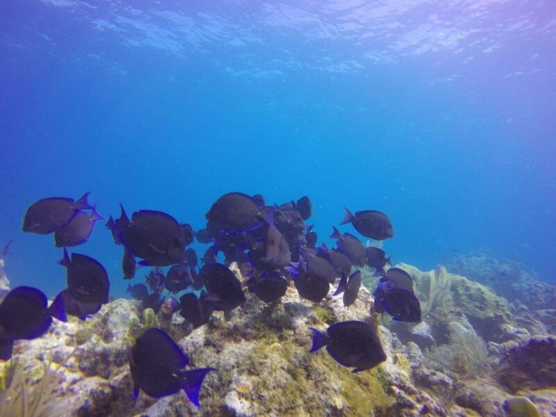 key-largo-molasses-reef-novice-to-intermediate-dive