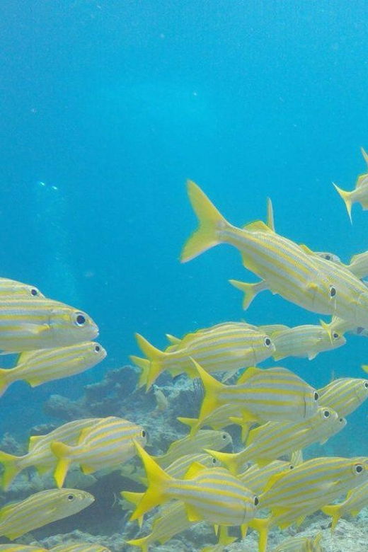 key-largo-molasses-reef-snorkeling-trip