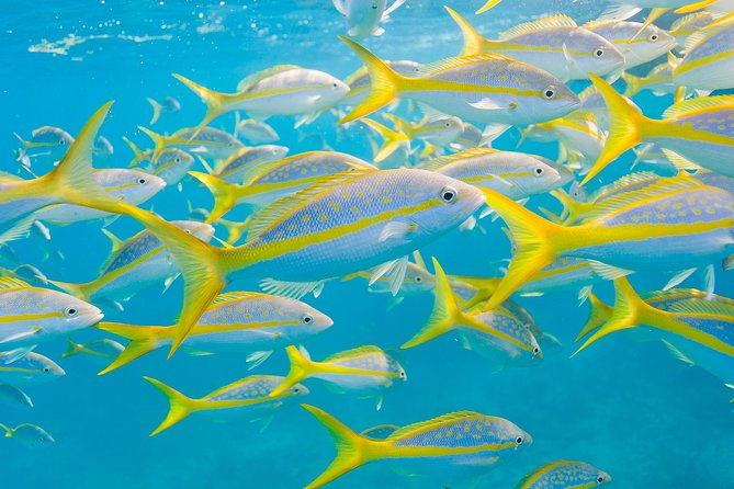 key-largo-snorkeling-tour-rental-mask-fins-and-vest-included