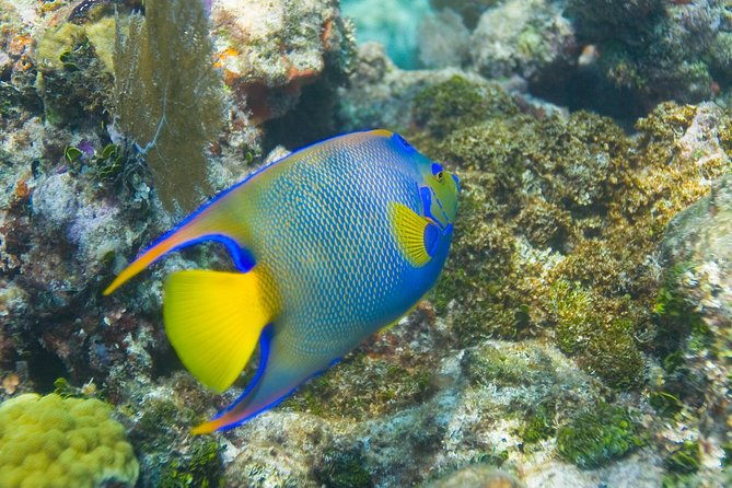key-largo-snorkeling-tour-rental-mask-fins-and-vest-included