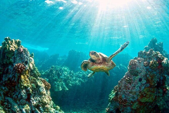 Key Largo Snorkeling Trips & Sandbar Tours - What to Expect from This Key Largo Snorkeling Tour