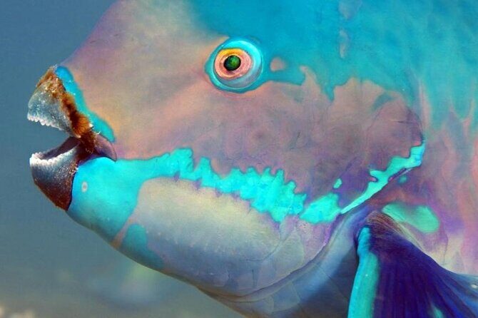 Key Largo Snorkeling Trips & Sandbar Tours - Who Will Love This Experience?  