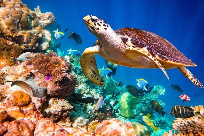 Key Largo Snorkeling Trips & Sandbar Tours - The Sum Up