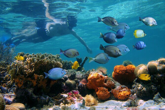 Key West Afternoon Reef Snorkeling with Open Bar - Navigating the Practicalities