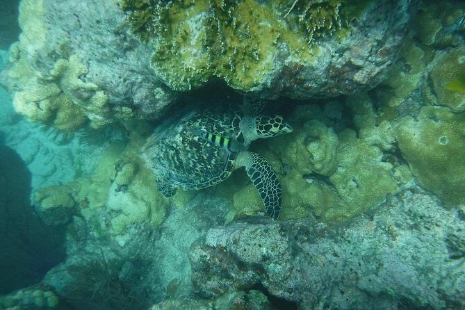 Key West Afternoon Reef Snorkeling with Open Bar - Authentic Experiences from Reviewers
