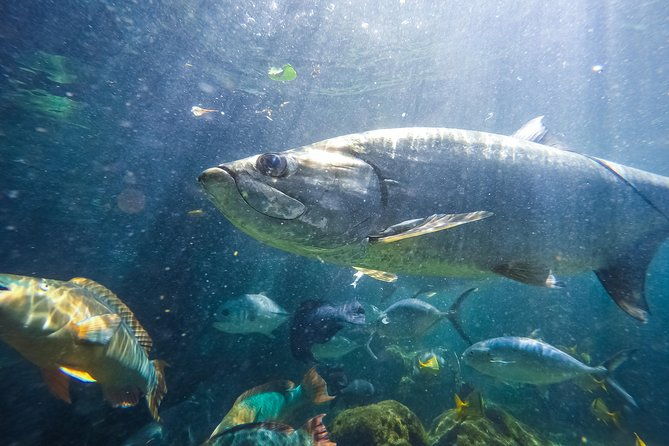 key-west-aquarium-admission-2