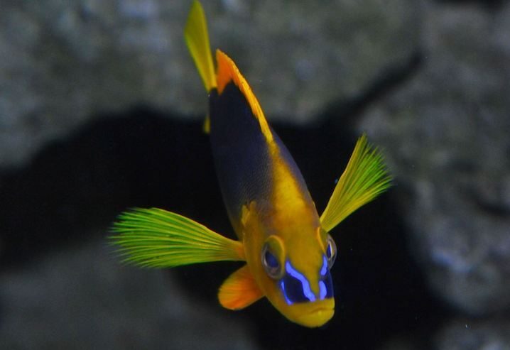 Key West Aquarium Tickets - The Sum Up