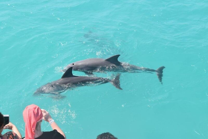 key-west-dolphin-watching-and-snorkeling-sunset-cruise