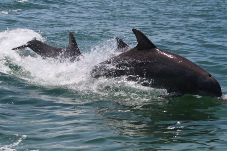key-west-dolphin-watching-and-snorkeling-sunset-cruise