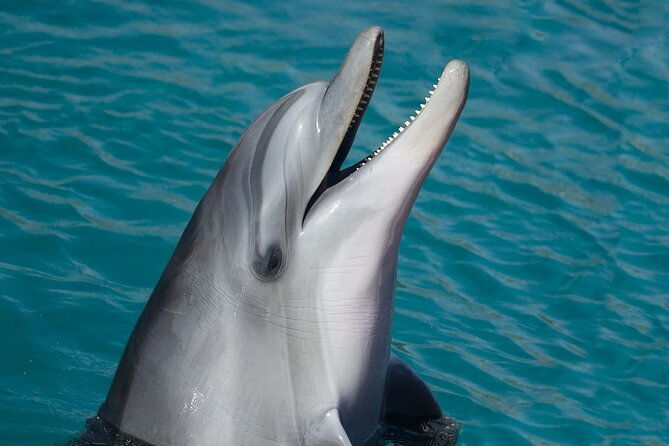 key-west-dolphin-watching-cruise-snorkeling-unlimited-beer-soda