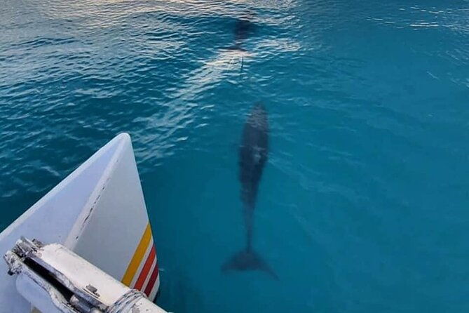 key-west-sunset-sail-dolphin-watching-wine-and-tapas