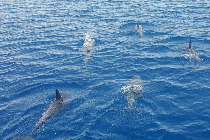 key-west-sunset-sail-dolphin-watching-wine-and-tapas