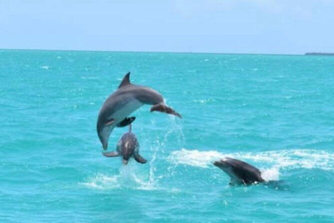 key-wests-favorite-afternoon-dolphin-sail-2