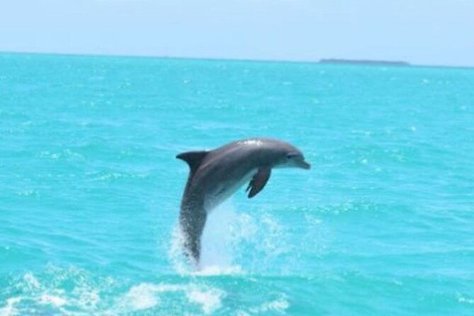 key-wests-favorite-afternoon-dolphin-sail-2