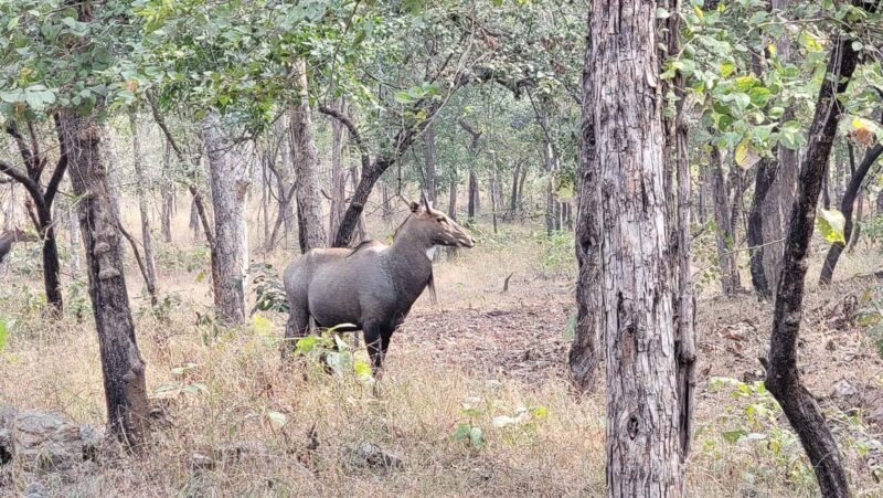 Khajuraho: 2-Night 03 days Tour with Panna National Park - An In-Depth Look at the Khajuraho & Panna National Park Tour