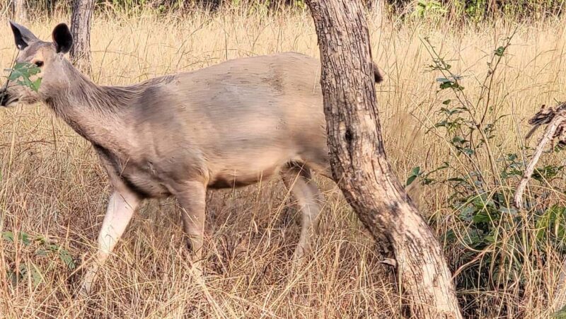 Khajuraho: 2-Night 03 days Tour with Panna National Park - Who This Tour Is Best For