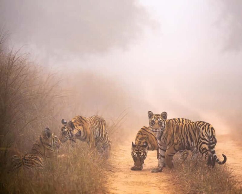 Khajuraho: 3 Day Temples Tour with Guide and Transport - Day Two: Wildlife Safari and Wellness