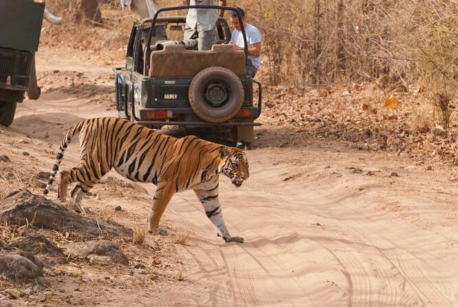 Khajuraho Day Tour: Jungle Safari at Panna National Park and Western and Eastern Temple - An In-Depth Review of the Khajuraho Day Tour Experience